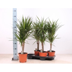 DRA MARGINATA