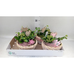 Arr.    Planten  L%