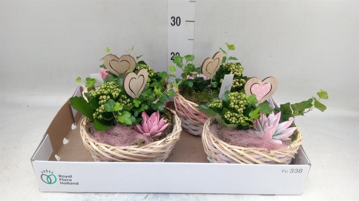 <h4>Arr.    Planten  L%</h4>