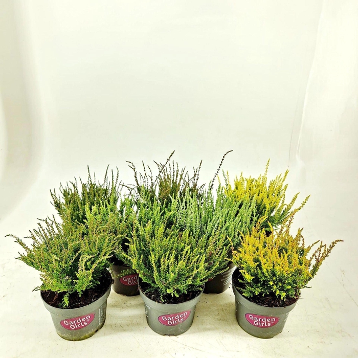 <h4>Calluna Garden Girls</h4>