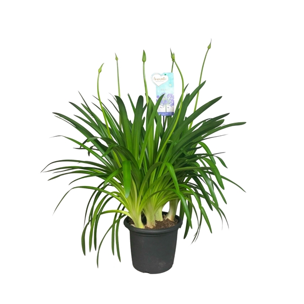<h4>Agapanthus Big Blue, 4-5 takken</h4>