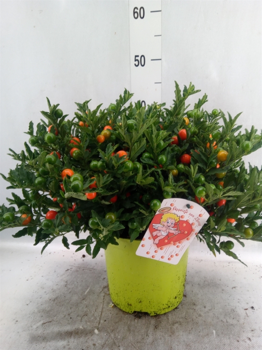 <h4>Solanum pseudocapsicum 'Megaball'</h4>