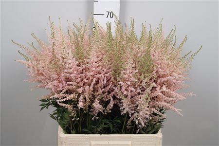 <h4>Astil Ja Avalanche</h4>