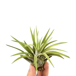 tillandsia abdita