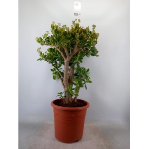 Crassula ovata 'Sunset'