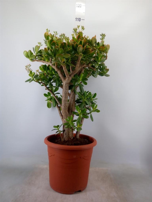 <h4>Crassula ovata 'Sunset'</h4>