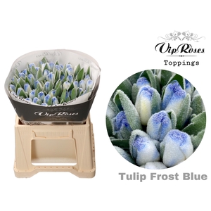 Tu En Vip Frost Blue