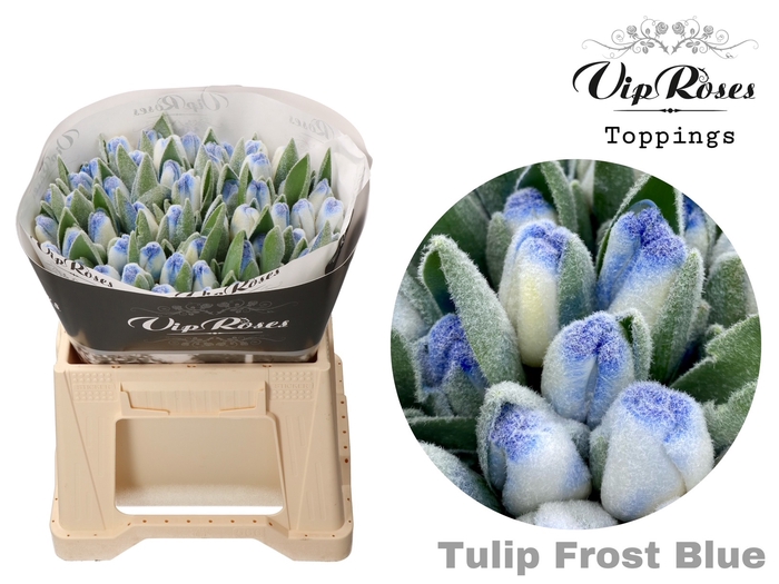 <h4>TU EN A FROST BLUE</h4>