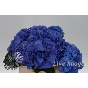 Hydrangea my beautiful delft blue