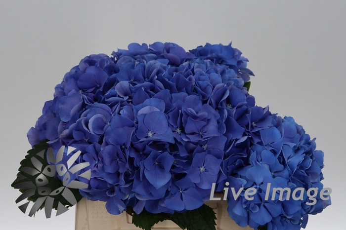 <h4>Hydrangea my beautiful delft blue</h4>
