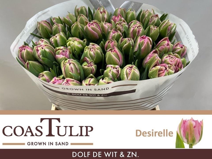 <h4>TU DU DESIRELLE</h4>