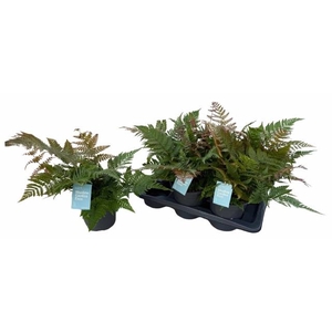 DRYO ERYTHROSORA