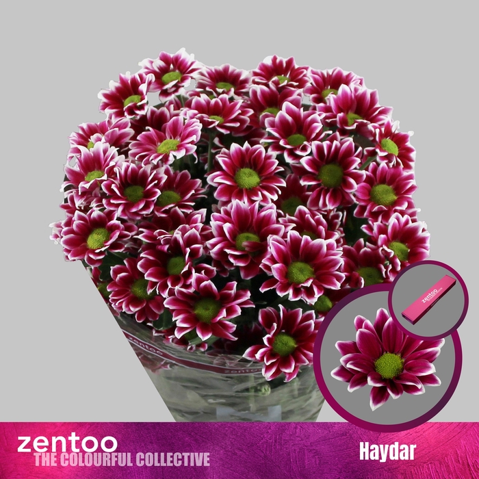 <h4>Chrysanten Chr T Haydar</h4>