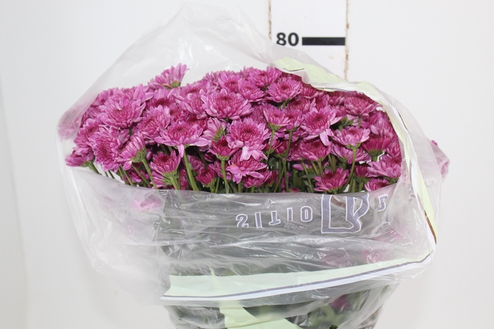 <h4>CRISANTEMO SANTINI ORIZABA 080 CM</h4>