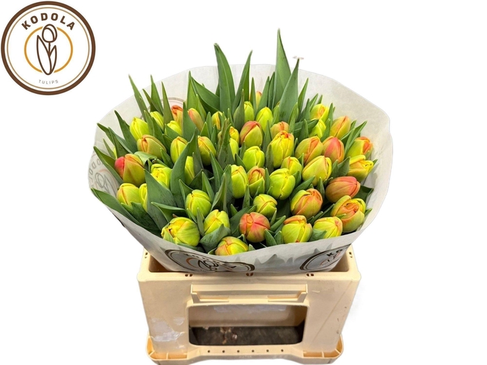 <h4>TU DU ICOON</h4>