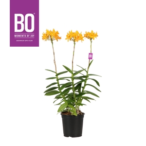 Epidendrum P15 BO Andes
