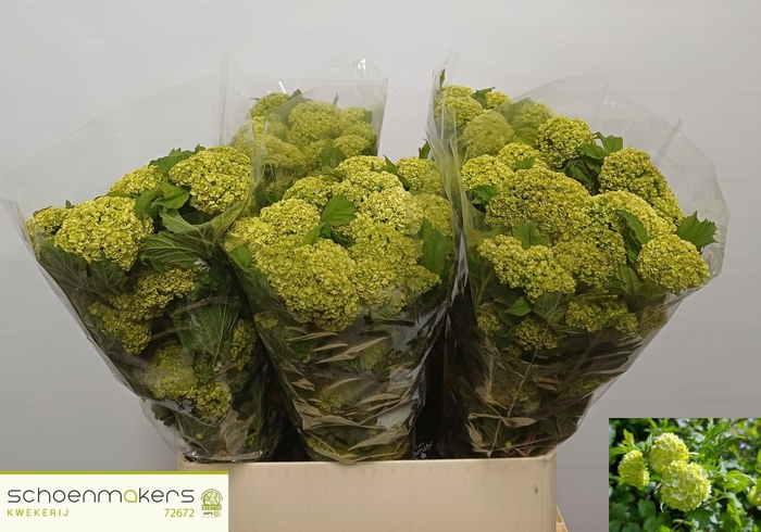 <h4>VIBURNUM ROSEUM ST</h4>