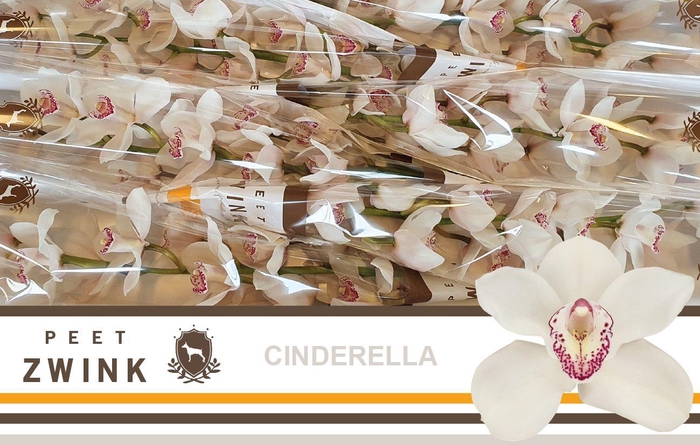 <h4>CYMB T CINDERELLA</h4>