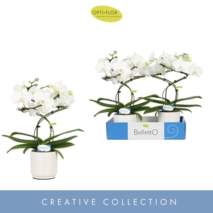 Phalaenopsis wit meer takken