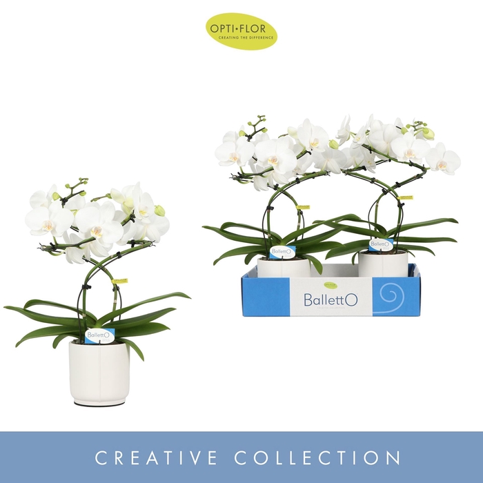 <h4>Phalaenopsis wit meer takken</h4>