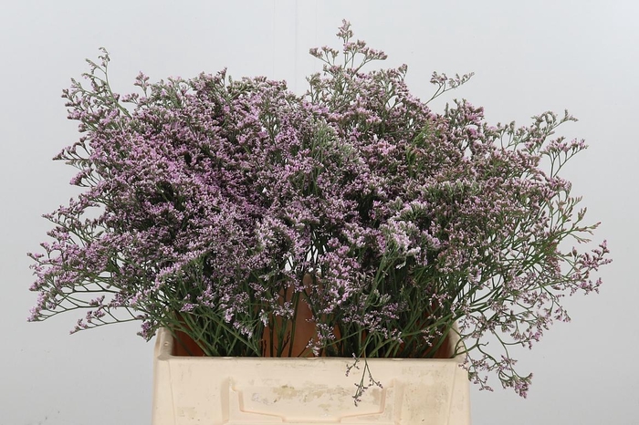 <h4>Lim Saf Oshi Pink</h4>