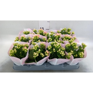 Kalanchoe   ...mini