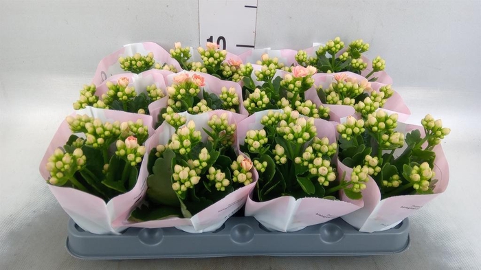 <h4>Kalanchoe   ...mini</h4>
