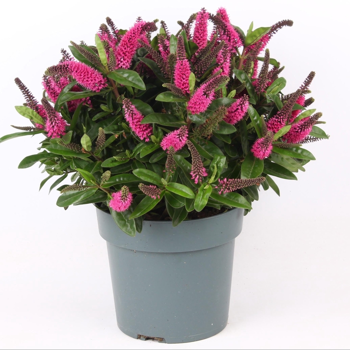 <h4>Hebe Donna Pink P23 Addenda®</h4>
