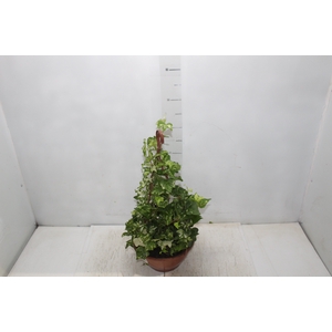 HEDERA VARIADO C21 PENDENTE