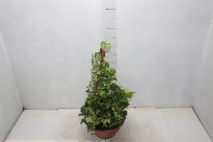 <h4>HEDERA VARIADO C21 PENDENTE</h4>