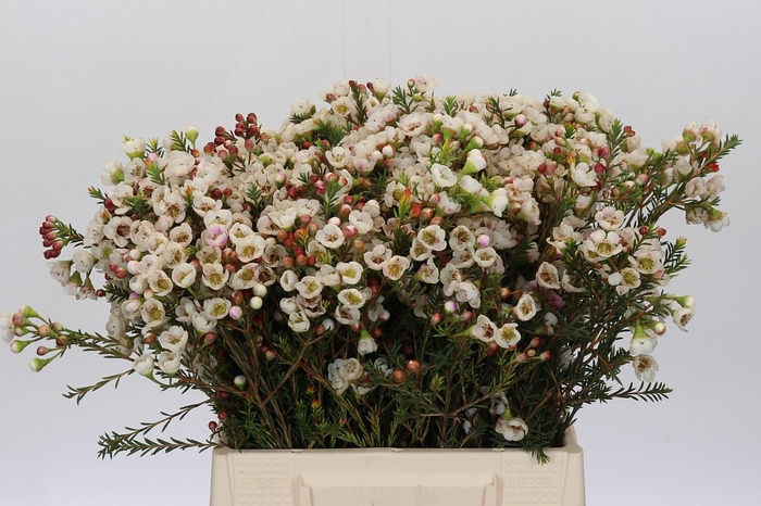 <h4>Chamelaucium Moonlight Delight</h4>