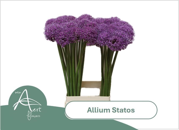 <h4>ALLIUM STATOS</h4>