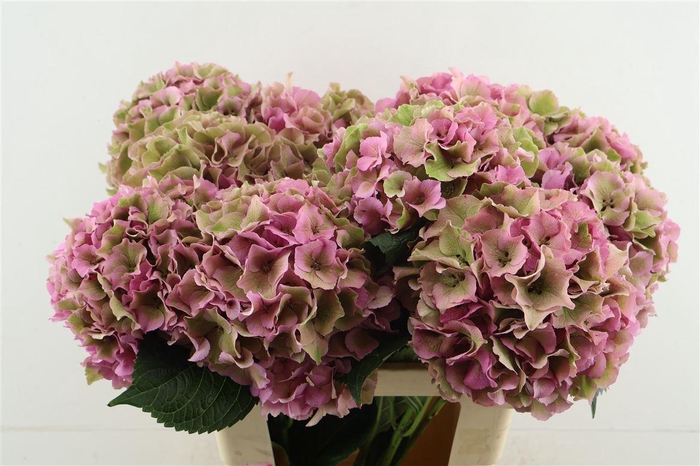 <h4>Hydr M Cl. Royal Palace 60-18</h4>