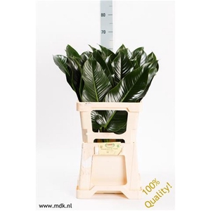 Philodendron St. Tropez