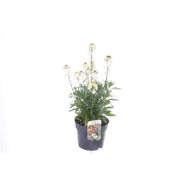 <h4>Erysimum lin. Leya Lemon Glow</h4>