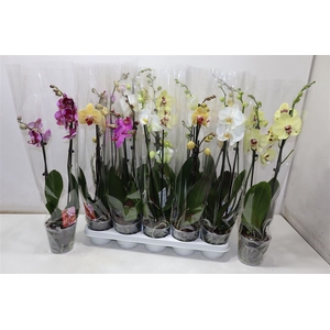 Phal 2 Tak Mix