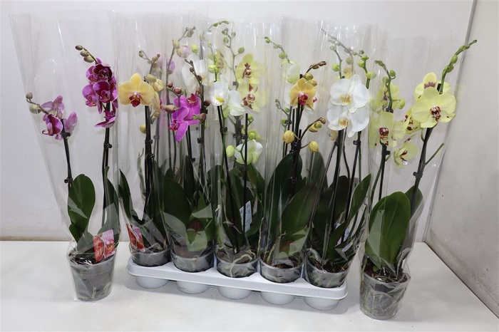 <h4>Phal 2 Tak Mix</h4>