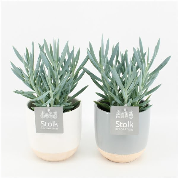 <h4>Senecio Curio Ficoides Mount Everest in Emily keramiek</h4>