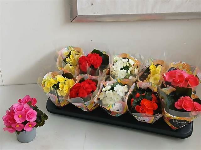 <h4>Begonia elat. DU   ...mix</h4>