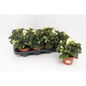 Begonia 'Garden Glory' White