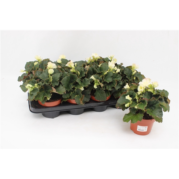 <h4>Begonia 'Garden Glory' White</h4>
