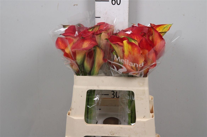 <h4>Zant Capt Trinity</h4>