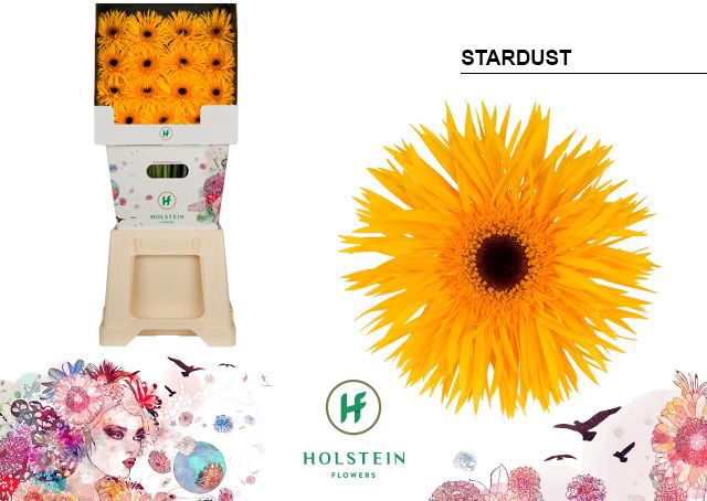 <h4>Gerbera Spider Stardust Diamond</h4>