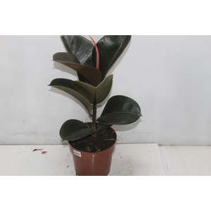 FICUS ELASTICA CLOE P17