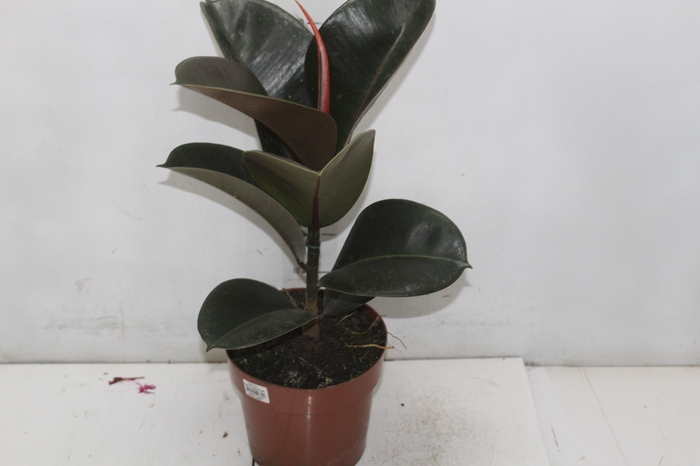 <h4>FICUS ELASTICA CLOE P17</h4>