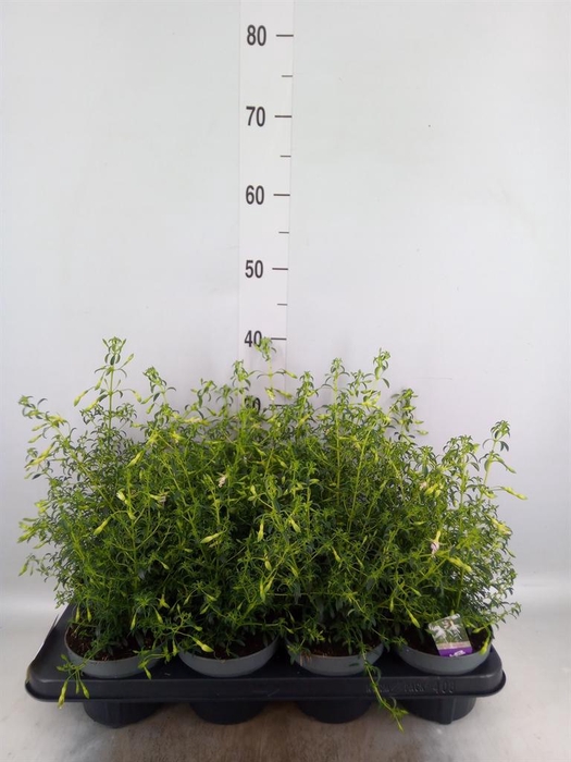 <h4>Fuchsia  'Hawkshead'</h4>
