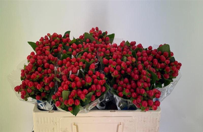 <h4>Hyp Coco Rio</h4>