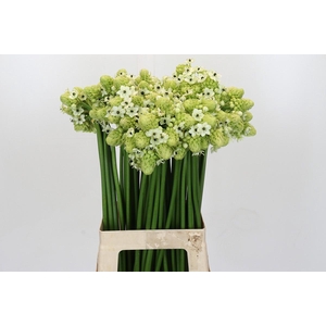 Ornithogalum Saundersiae