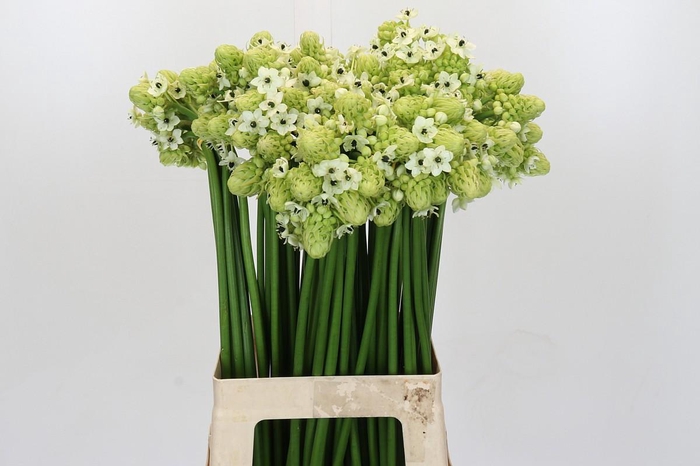 <h4>Ornithogalum Saundersiae</h4>