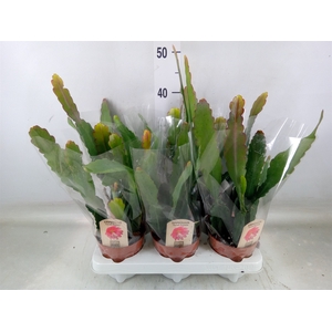 Epiphyllum   ...